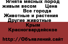 Ягнята мясных пород живым весом.  › Цена ­ 125 - Все города Животные и растения » Другие животные   . Крым,Красногвардейское